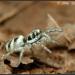 Salticidae Salticus