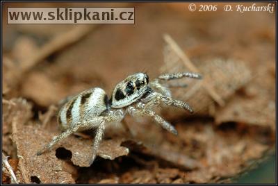 Salticidae_Salticus