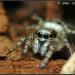 Salticidae Salticus