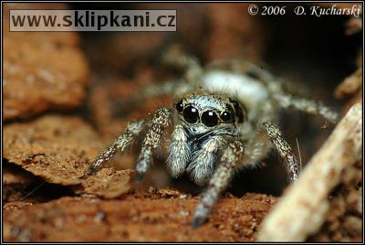 Salticidae_Salticus