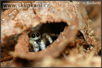 Salticidae_Salticus