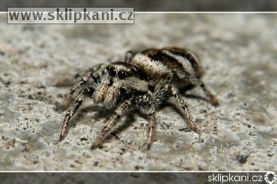 Salticidae_Salticus