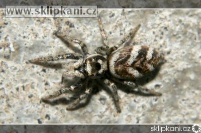 Salticidae_Salticus