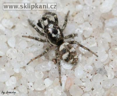 Salticidae_Salticus