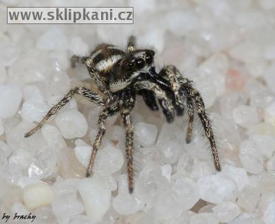 Salticidae_Salticus