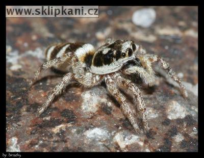 Salticidae_Salticus