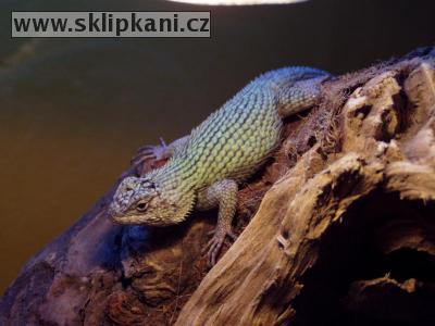 Sceloporus_malachiticus