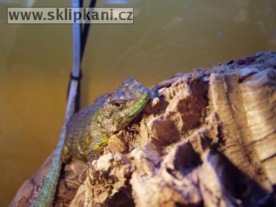 Sceloporus-malachiticus