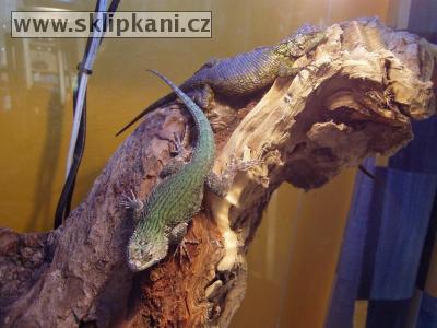 Sceloporus_malachiticus