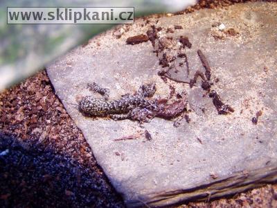 Sceloporus-malachiticus