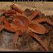 Selenobrachys philippinus