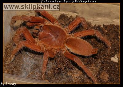 Selenobrachys-philippinus