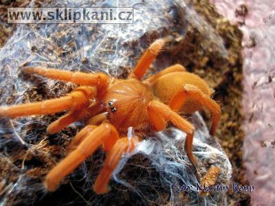 Selenobrachys_philippinus