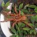 Selenobrachys philippinus