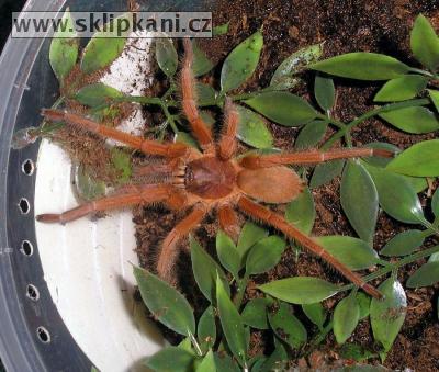 Selenobrachys_philippinus