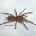 Selenobrachys philippinus