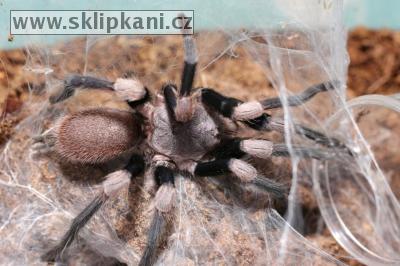 Selenocosmia_himalayana