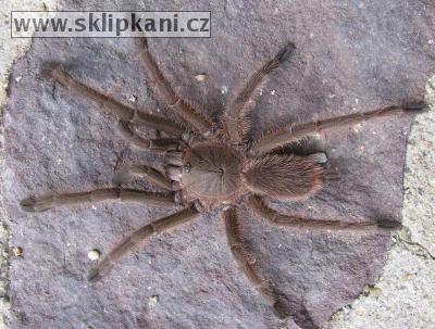 Chilobrachys