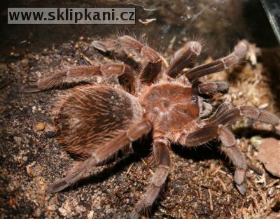 Sericopelma_melanotarsum