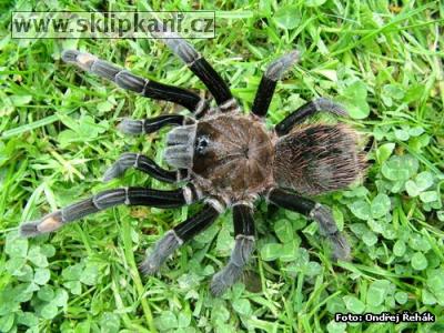 Sericopelma_melanotarsum