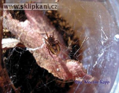 Steatoda_bipunctata