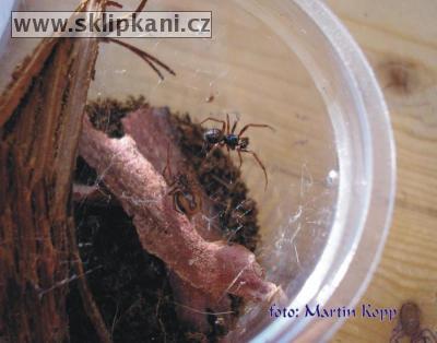 Steatoda_bipunctata