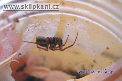 Steatoda_bipunctata