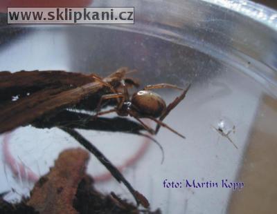 Steatoda-bipunctata