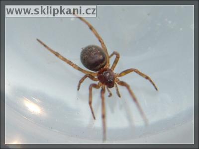 Steatoda_bipunctata