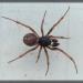 Steatoda bipunctata