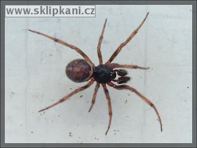 Steatoda-bipunctata