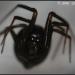 Steatoda grossa