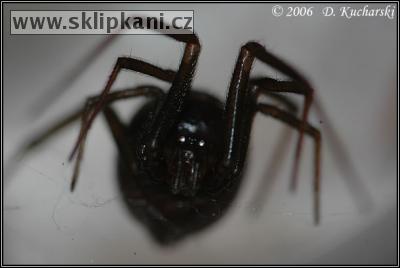 Steatoda_grossa