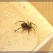 Steatoda grossa