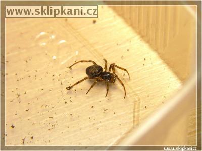 Steatoda-grossa