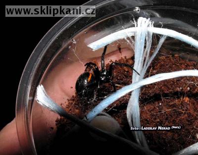 Steatoda-paykulliana