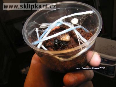 Steatoda_paykulliana