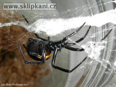 Steatoda-paykulliana