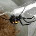 Steatoda paykulliana