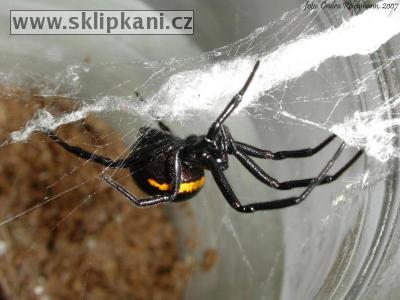 Steatoda_paykulliana