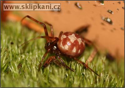 Steatoda-triangulosa