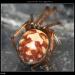 Steatoda triangulosa