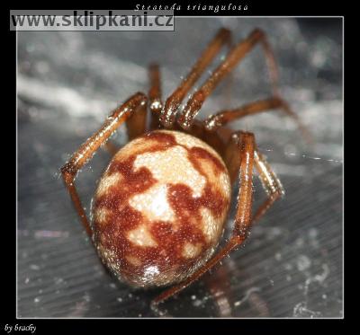 Steatoda-triangulosa