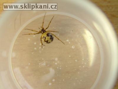 Steatoda_triangulosa