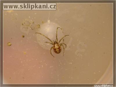 Steatoda_triangulosa