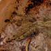 Stromatopelma calceatum