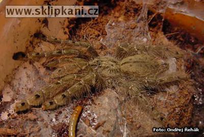 Stromatopelma_calceatum