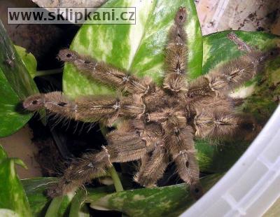 Stromatopelma-calceatum