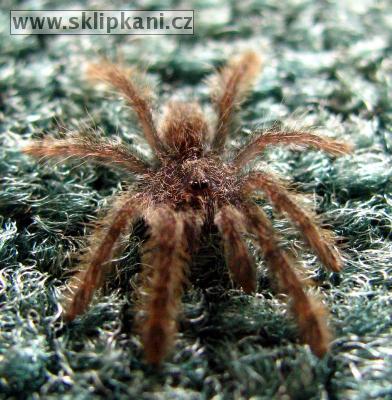 Stromatopelma-calceatum