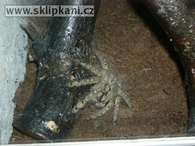 Stromatopelma_calceatum